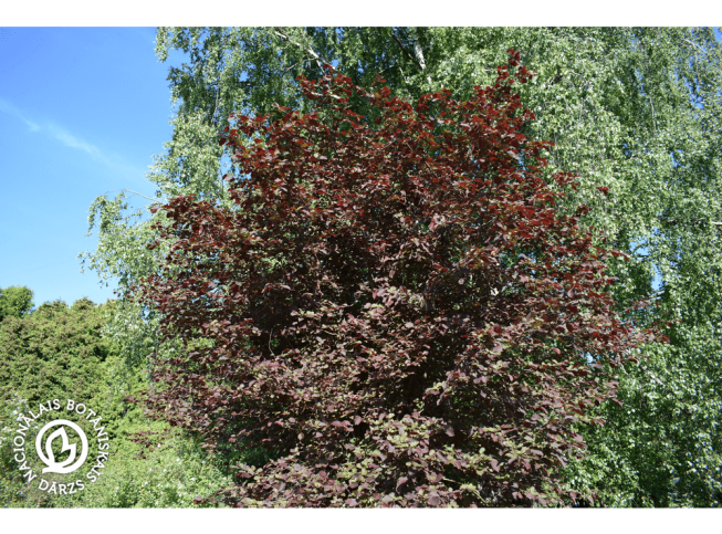 Corylus avellana   'Fuscorubra'
